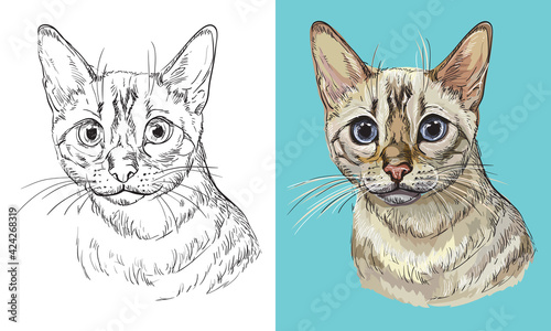 Vector illustration portrait of Snow bengal cat