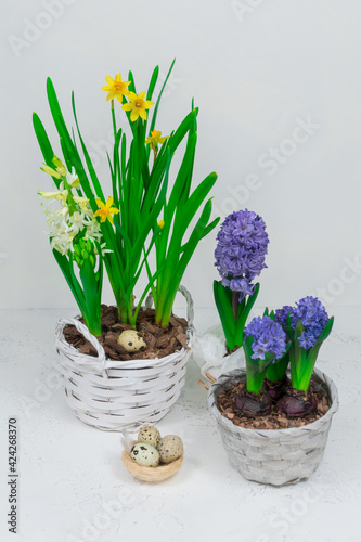 A decorative nest made of hay with quail eggs inside. Against the background of yellow daffodils and blue hyacinths. Easter table decoration.