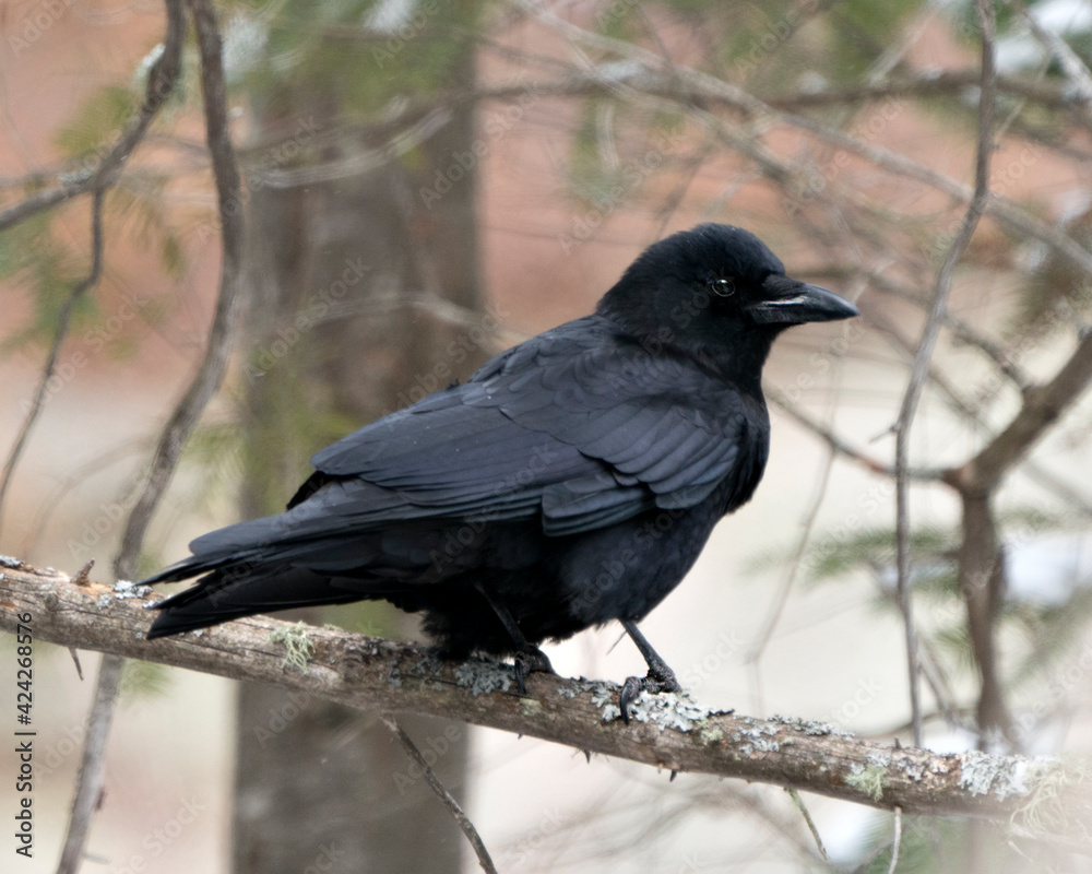 Raven Photo Stock. Perched on a tree branch with blur forest background in its environment and habitat. Image. Picture. Portrait. Raven Photo Stock. Perched on a tree branch with blur forest background in its environment and habitat. Image. Picture. Portrait.