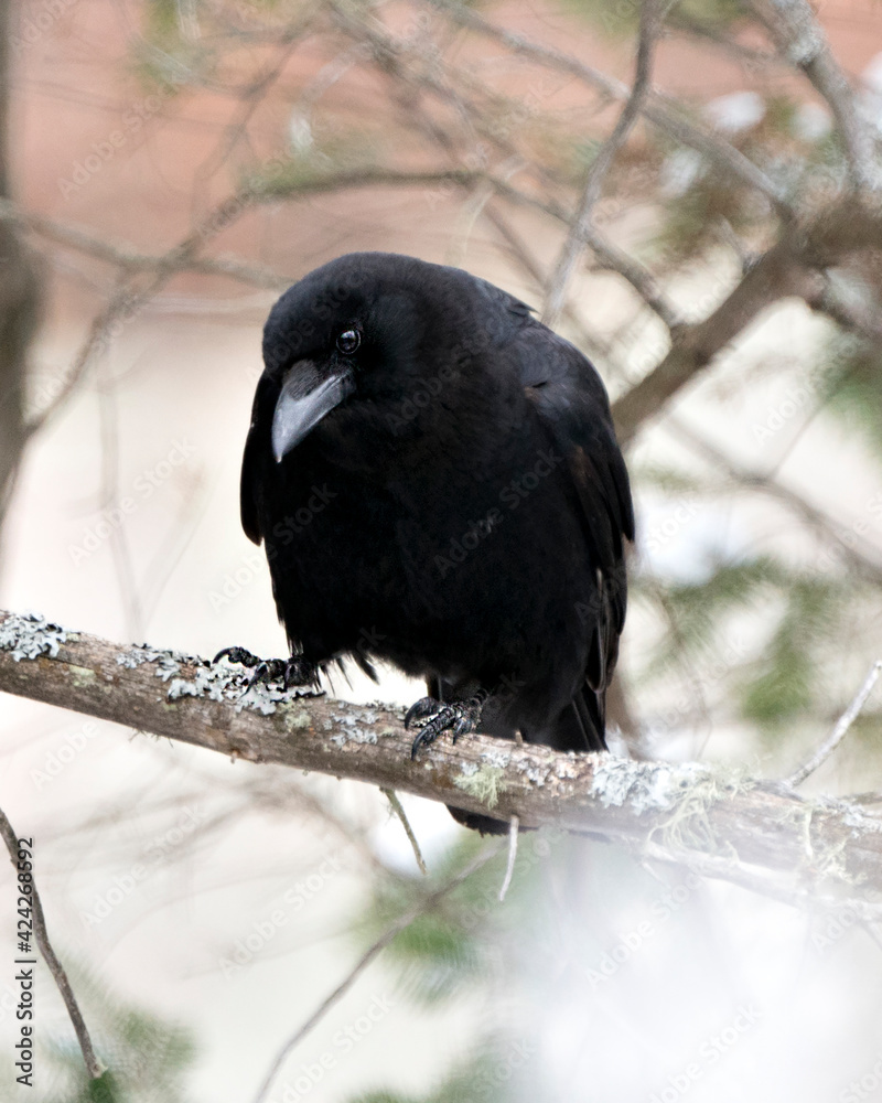 Raven Photo Stock. Perched on a tree branch with blur forest background in its environment and habitat. Image. Picture. Portrait. Raven Photo Stock. Perched on a tree branch with blur forest background in its environment and habitat. Image. Picture. Portrait.