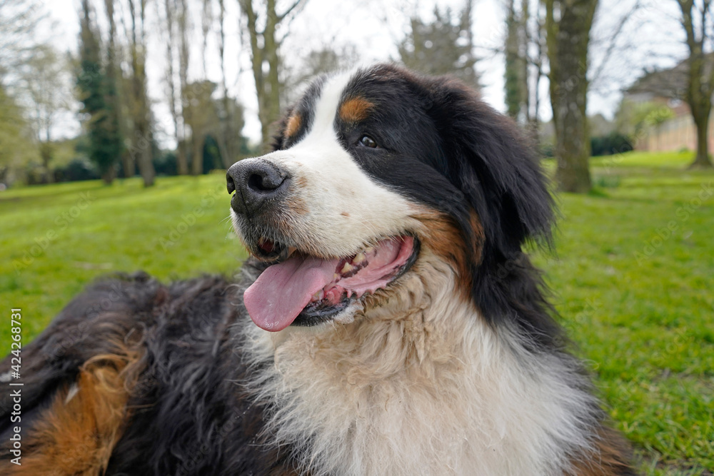 Portrait of Bernese Mountain Dog at the park