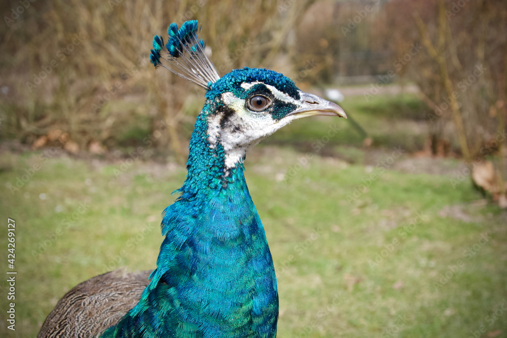 Fototapeta premium The head of a curious peacock