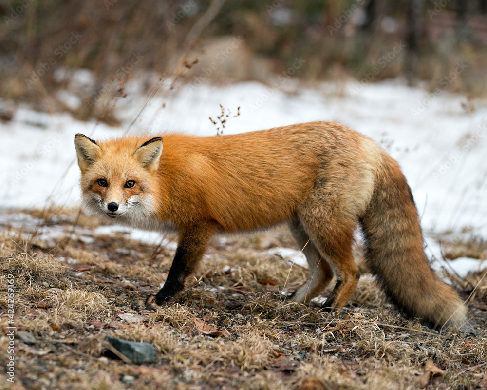 Fototapeta premium Red Fox Photo Stock. Fox Image. Close-up profile view in the winter season with blur background and enjoying its environment and habitat.