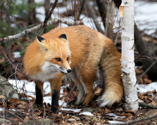 Red Fox Photo Stock. Close-up profile view with ears back and bushy tail in the winter season with blur background and enjoying its environment and habitat. Fox Image. ©  Aline