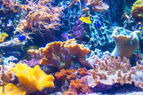 View of the coral fauna at the bottom of the tropical sea.