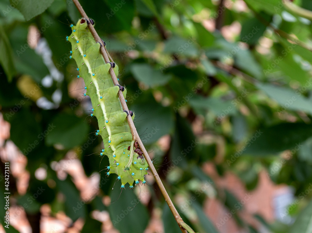 Naklejka premium The caterpillar of the pear saturnia, feeds on the green mass of plants before pupating in the autumn period of the year.