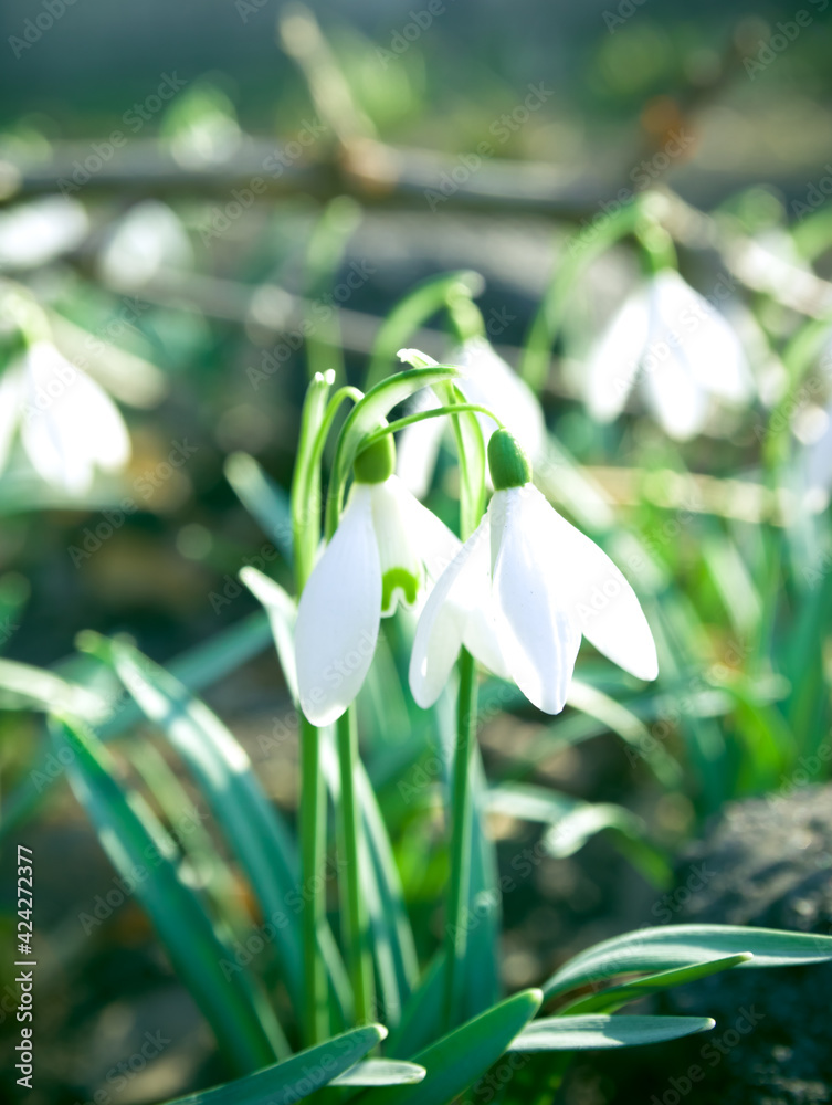 Beautiful snowdrop flowers (Galanthus nivalis) at spring. The first flowers of snowdrops in early spring Beautiful snowdrop flowers (Galanthus nivalis) at spring. The first flowers of snowdrops in early spring