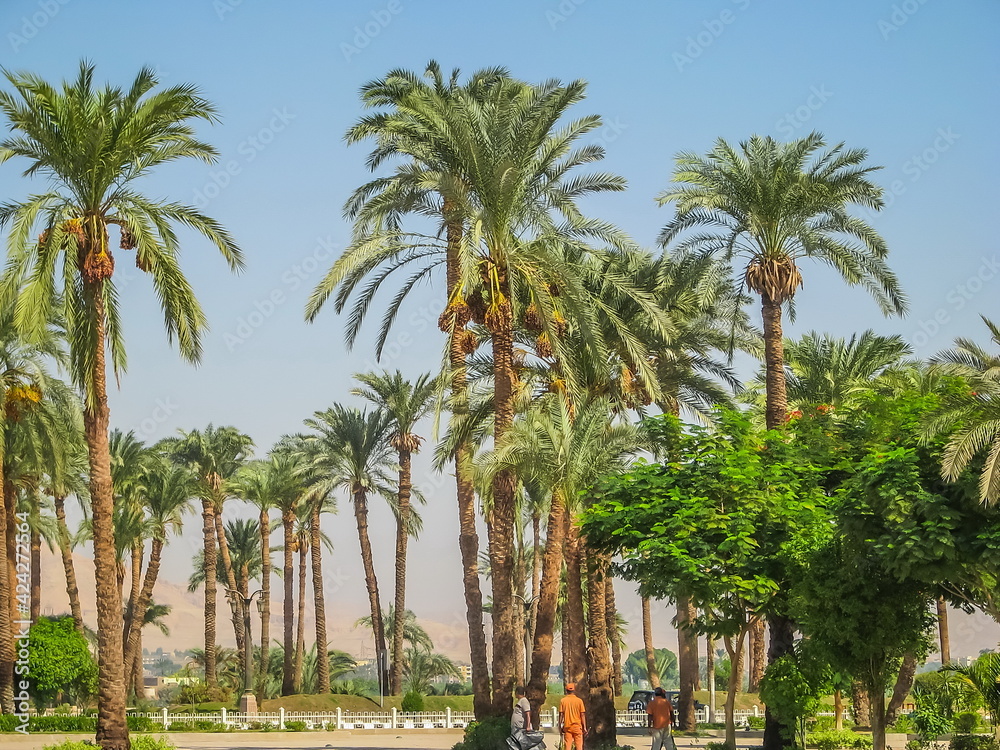 Park with green palms in Egypt. View of palm trees and against blue sky in garden