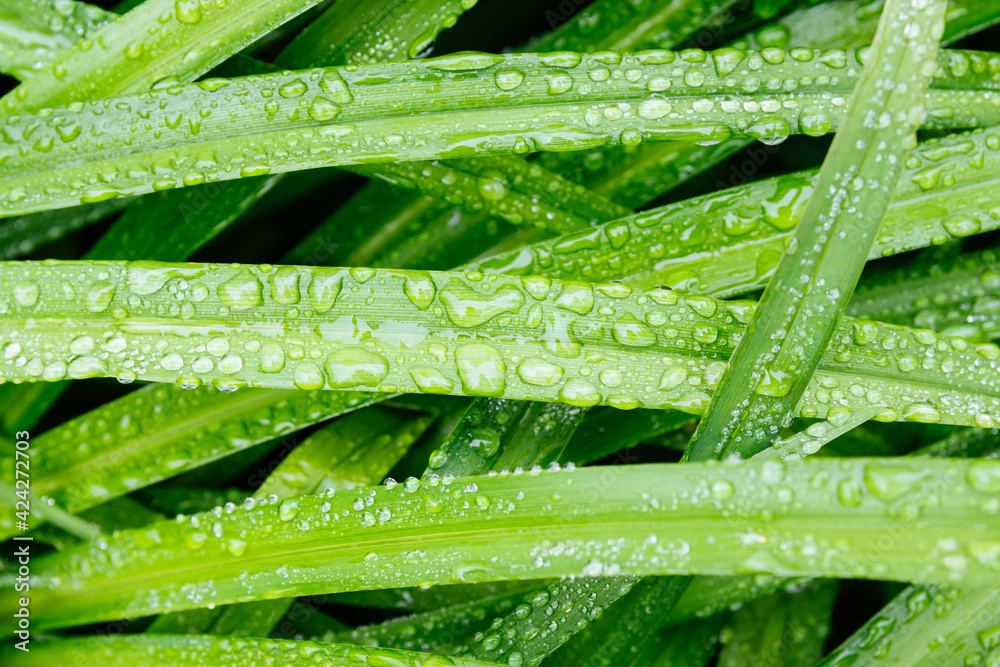 Fresh green leafs with dew drops close up. Water driops on the fresh leafs after rain. Light morning dew on the green leafs. Fresh green leafs with dew drops close up. Water driops on the fresh leafs after rain. Light morning dew on the green leafs.