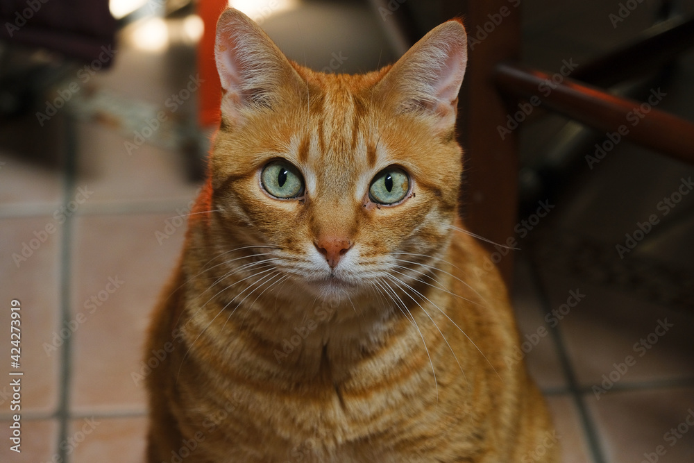 Un gatto rosso maschio all'interno di un'abitazione. Un gatto rosso maschio all'interno di un'abitazione.
