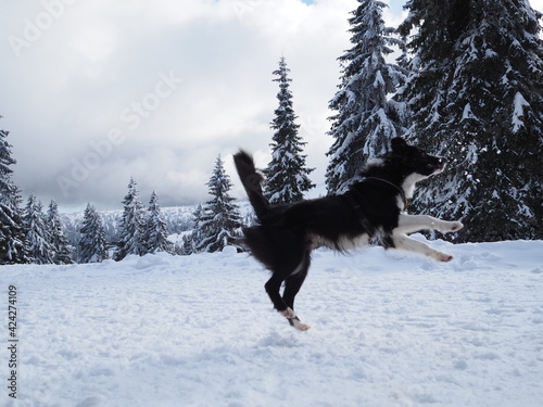 Border collie play