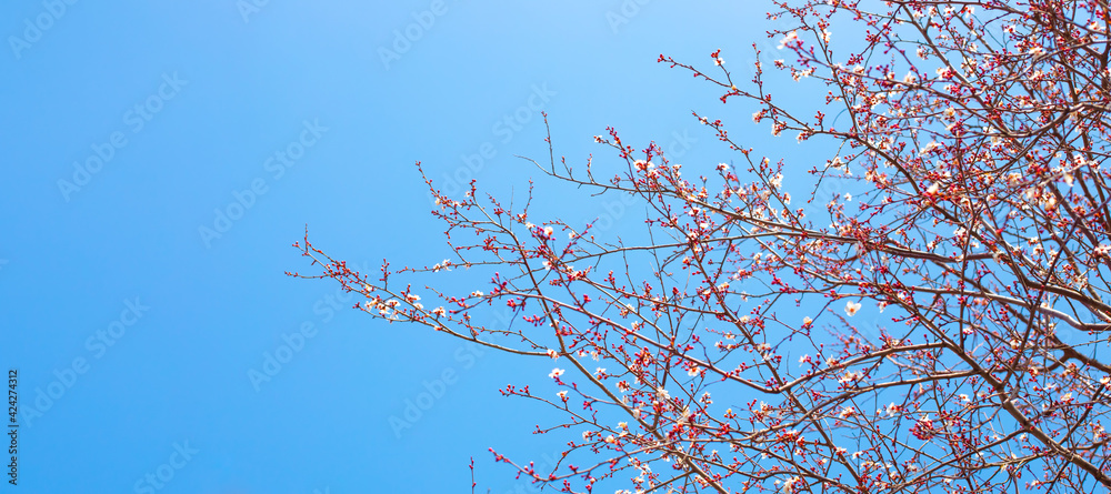 Blooming branches of fruit trees against the blue sky on a spring day. Atmospheric mood, garden aromas. Blooming branches of fruit trees against the blue sky on a spring day. Atmospheric mood, garden aromas.