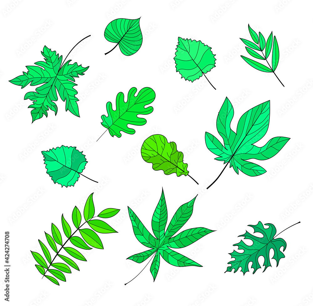 A set of leaves - maple, birch, ash, mountain ash, chestnut, poplar, oak, they are drawn in green in the style of cartoon. Isolated on a white background. Stock vector illustration. A set of leaves - maple, birch, ash, mountain ash, chestnut, poplar, oak, they are drawn in green in the style of cartoon. Isolated on a white background. Stock vector illustration.