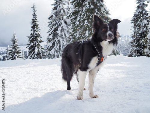 Border collie canicross in winter time