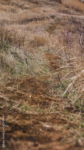 Beaten path in the field