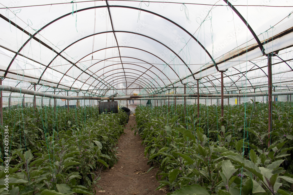 a farmer who oversees the green pepper greenhouse a farmer who oversees the green pepper greenhouse