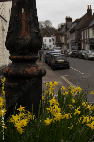 Close up of daffodils in Bishops Waltham with the town out of focus