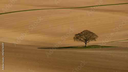 Single tree in field inthe rolling hills of the south downs.