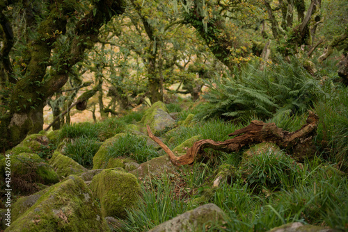 A view in Wistmanns wood on a spring day.