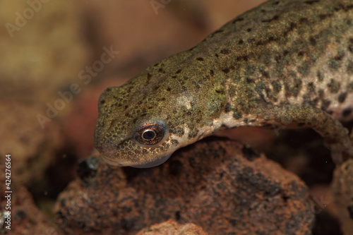 Closeup of an aquatic female Italian newt , Lissotriton italicus