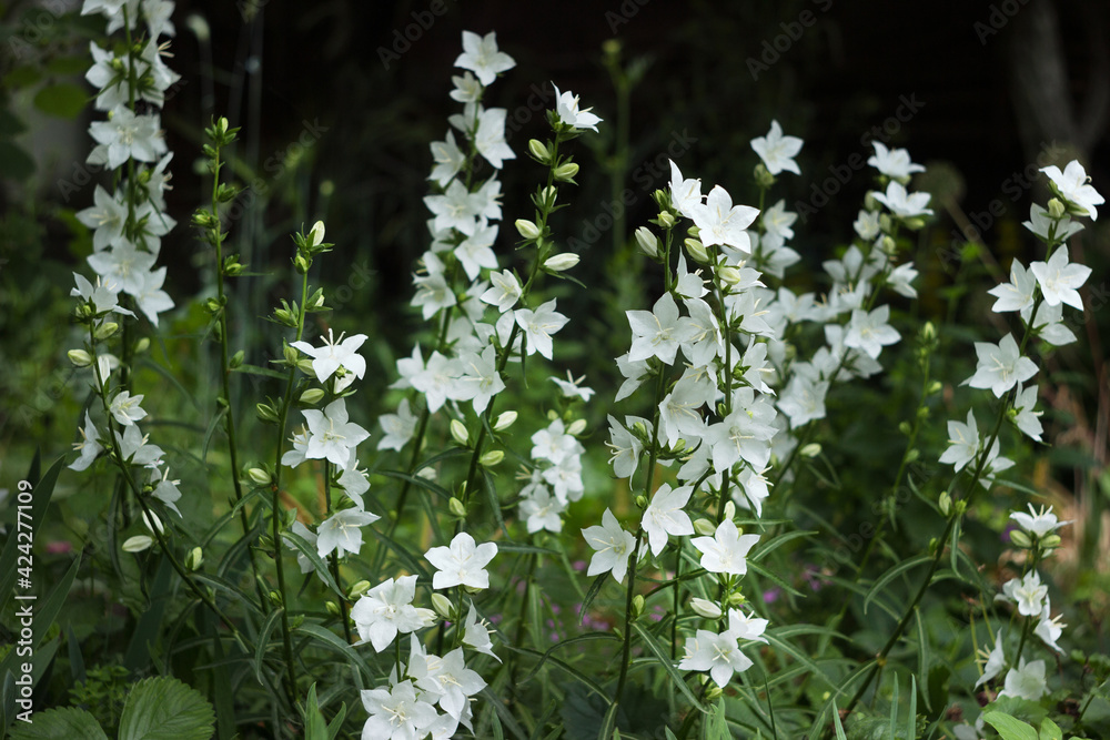 White bell flowers (Campanula persicifolia) growing in garden, close-up, blurred green background. Summer White bell flowers (Campanula persicifolia) growing in garden, close-up, blurred green background. Summer