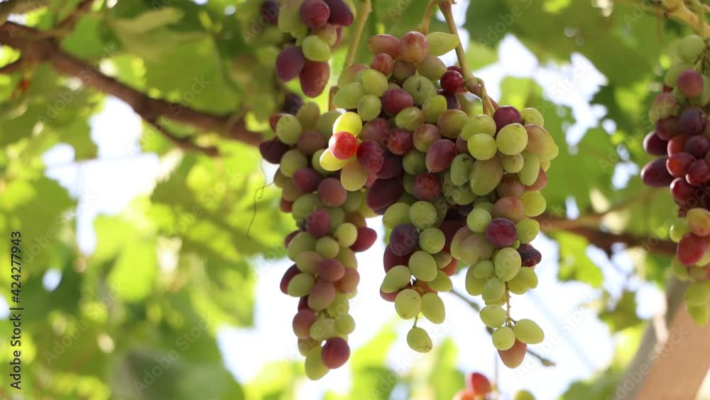 Ripening bunches of grapes in sunlight. Ripening bunches of grapes in sunlight.