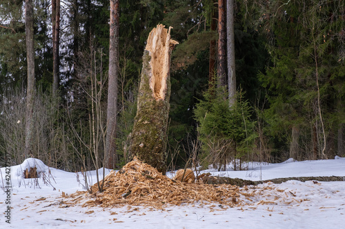 The rotten trunk of a thick tree on the edge of the forest on a winter day.