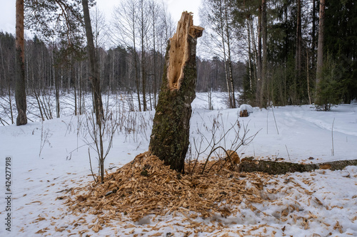 The rotten trunk of a thick tree on the edge of the forest on a winter day.