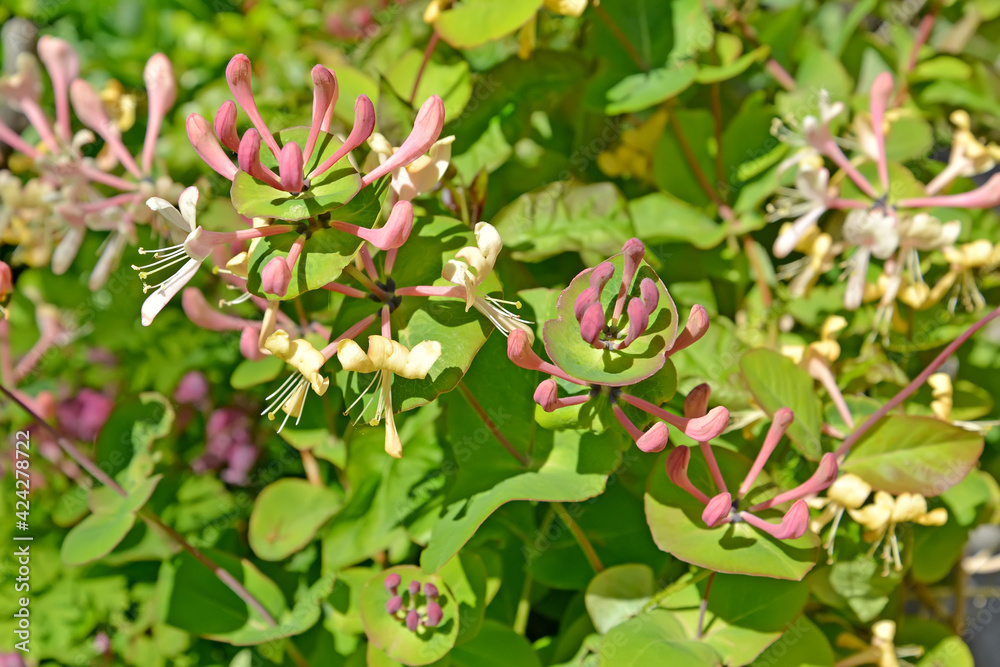 Flowering honeysuckle caprifol (Lonicera caprifolium L.). Background Flowering honeysuckle caprifol (Lonicera caprifolium L.). Background