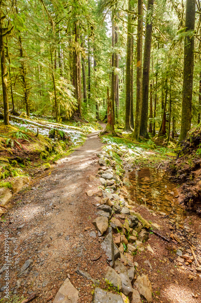 Fragment of Soleduck trail in Olympics park, Washington, USA Fragment of Soleduck trail in Olympics park, Washington, USA