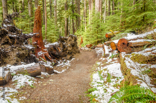 Fragment of Soleduck trail in Olympics park, Washington, USA photo