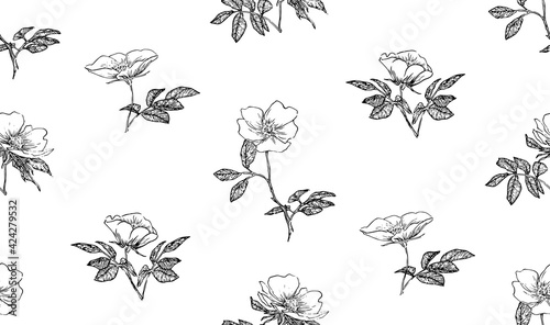 Rose hip flowers seamless pattern. Sketch vintage endless backdrop. Black outline botanical illustration on white background