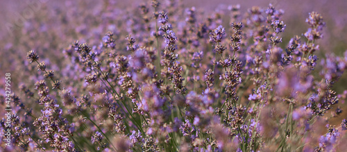 close up lavender flowers banner, young fields in summer time © cenchild