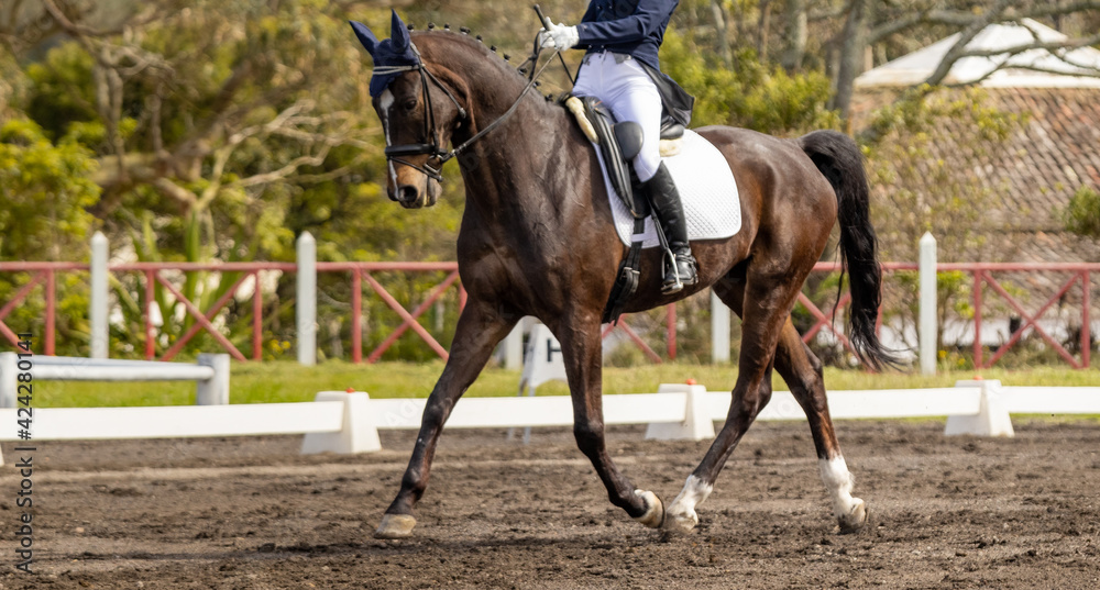 Dressage competition riders and horses, outdoors show. Dressage competition riders and horses, outdoors show.
