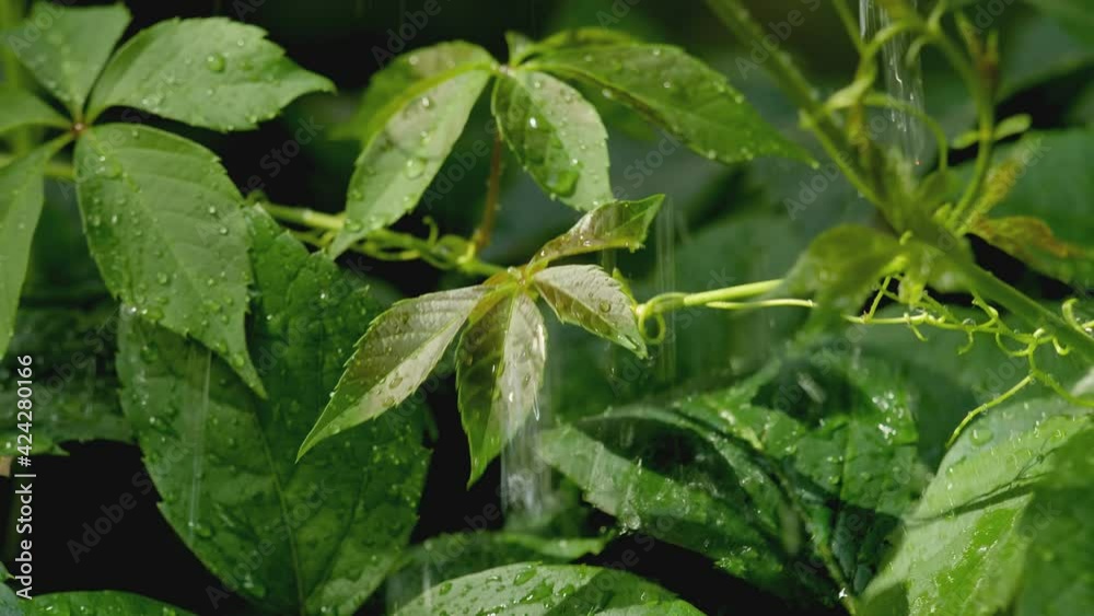 Slow motion autumn wet leaves with water drop Slow motion autumn wet leaves with water drop
