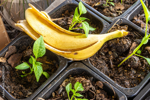 banana peel as a fertilizer for seedlings of the nightshade family for feeding with potash organic fertilizers photo
