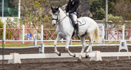 Dressage competition riders and horses, outdoors show.