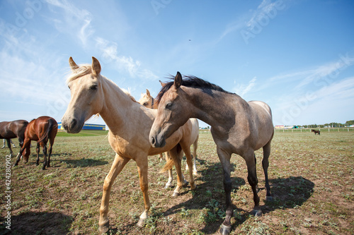 Horses grazing in the pasture at a horse farm © ksubogdanova