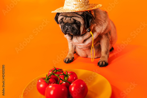 Close up of tired cute pug with red tomatoes on orange background. Relaxed dog in straw hat with vegetables after harvest. Concept of agriculture and organic food. © Anton Dios