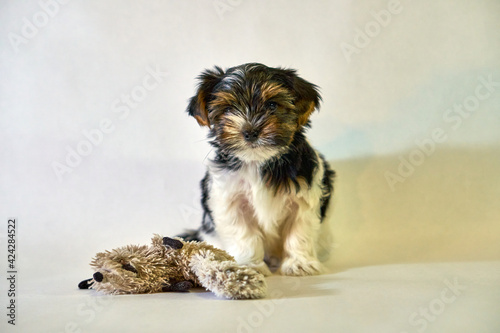 Yorkshire puppy sits on a white background with a toy. The little dog looks into the frame and smiles funny. High quality photo