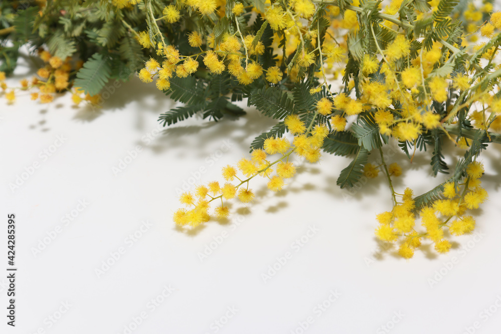 Obraz premium 白バックのミモザの花