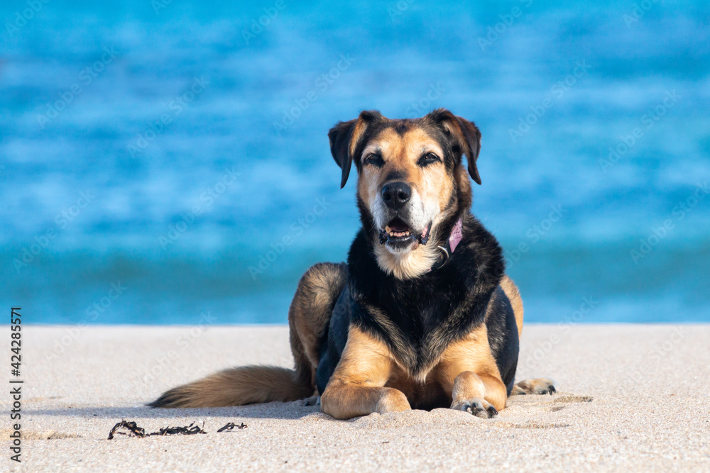 Retired New Zealand Huntaway sheepdog at a beach Retired New Zealand Huntaway sheepdog at a beach