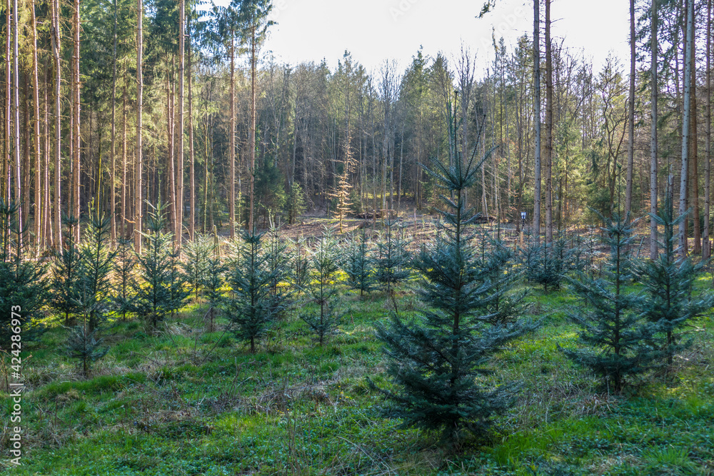 Wiederaufforstung mit Jungbäumen im Nadelwald Wiederaufforstung mit Jungbäumen im Nadelwald