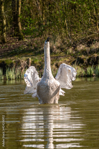 Juvenile mute swan and Canada Geese preening feathers