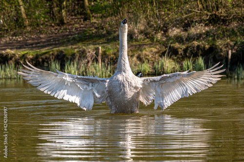 Fototapeta Naklejka Na Ścianę i Meble -  Juvenile mute swan and Canada Geese preening feathers