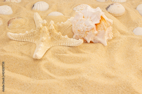 Starfish and seashell on the sand