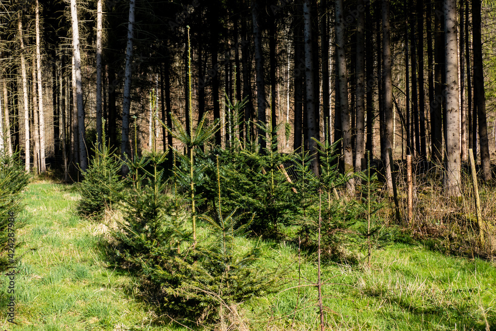 Wiederaufforstung mit Jungbäumen im Nadelwald Wiederaufforstung mit Jungbäumen im Nadelwald