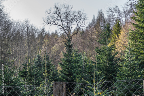Wiederaufforstung mit Jungbäumen im Nadelwald