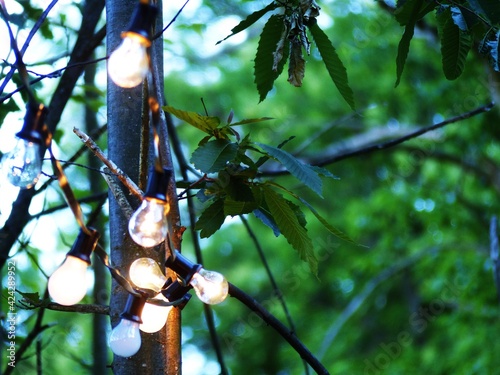 fairy lights with light bulbs