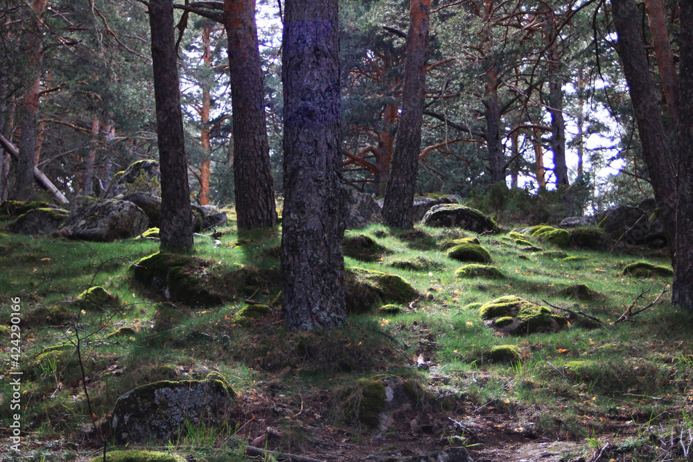 Obraz premium Wild pine forest at sunset